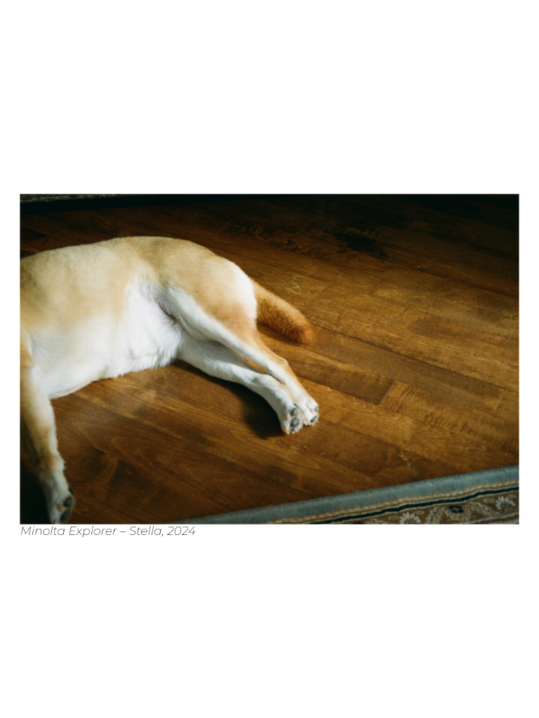 Minolta Explorer - Stella, 2024